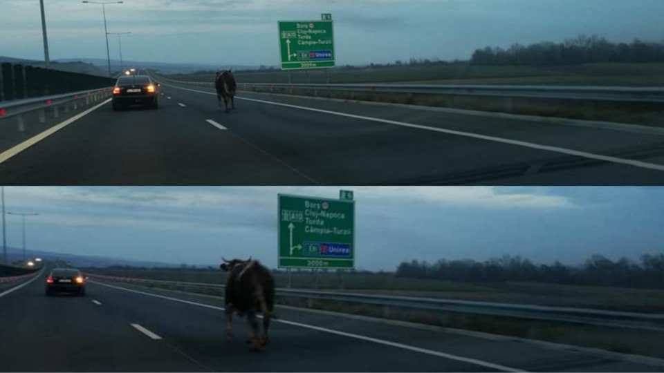 Poza zilei. Ce pericole(noi) ne pândesc pe autostrada Sebeș-Turda