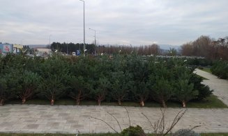 Anul acesta, bradul vine acasă. Afacere inedită la Cluj, inspirată de la New York