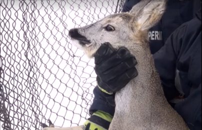 Iarnă grea și pentru animalele din sălbăticie! Căprioară blocată în plasa unui gard, eliberată de pompieri