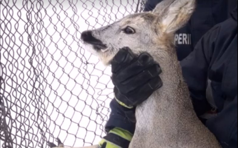 Iarnă grea și pentru animalele din sălbăticie! Căprioară blocată în plasa unui gard, eliberată de pompieri