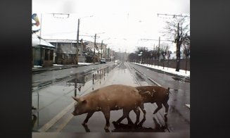 Pietoni :) indisciplinaţi în trafic. În Cluj-Napoca