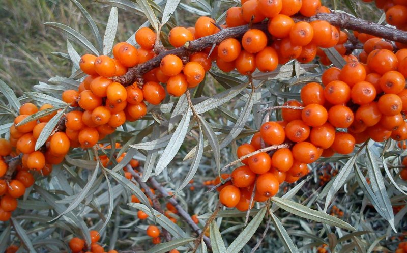 Vitamine de la ţară! Siropurile naturale, sursa ta de sănătate