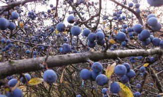 Clujul, raiul fructelor de pădure