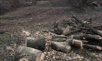 Clujeni, sesizare împotriva  mutilării  arborilor din Hasdeu "toaletaţi" cu drujba
