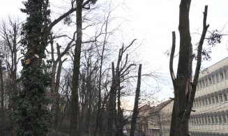 Clujeni, sesizare împotriva  mutilării  arborilor din Hasdeu "toaletaţi" cu drujba