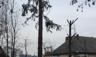Clujeni, sesizare împotriva  mutilării  arborilor din Hasdeu "toaletaţi" cu drujba