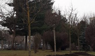 Înverzeşte Clujul. Plantări de gard viu la scările de bloc şi arbori pe străzi, dar şi în curţile şcolilor şi grădiniţelor