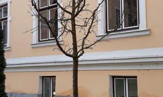 Înverzeşte Clujul. Plantări de gard viu la scările de bloc şi arbori pe străzi, dar şi în curţile şcolilor şi grădiniţelor