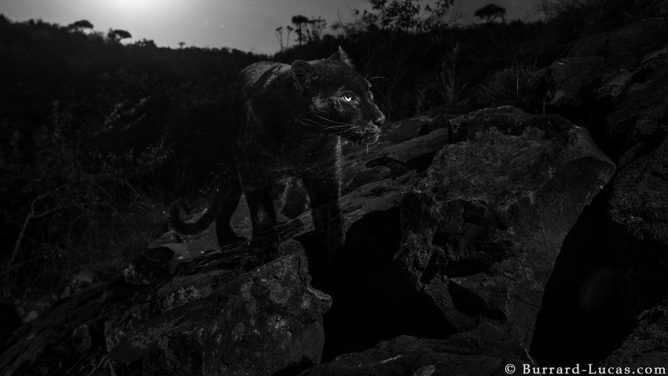 Animal care nu a mai fost fotografiat de peste 100 de ani, surprins de camere | VIDEO, FOTO