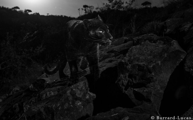Animal care nu a mai fost fotografiat de peste 100 de ani, surprins de camere | VIDEO, FOTO