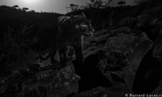 Animal care nu a mai fost fotografiat de peste 100 de ani, surprins de camere | VIDEO, FOTO