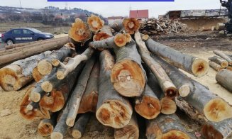 Amenzi de zeci de mii de lei pentru nereguli la vânzarea lemnelor