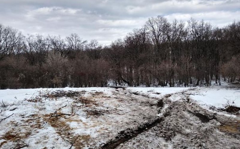 Alertă în Hoia. Poiana cunoscută pentru „fenomene paranormale”, pusă la pământ