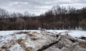 Alertă în Hoia. Poiana cunoscută pentru „fenomene paranormale”, pusă la pământ
