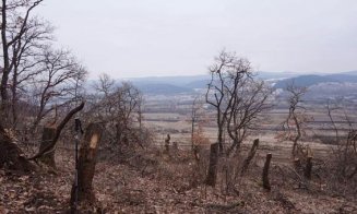 Alertă în Hoia. Poiana cunoscută pentru „fenomene paranormale”, pusă la pământ