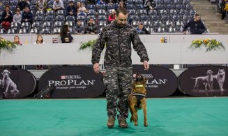 Câini poliţişti în acţiune, blănoşi la expoziţie şi urecheaţi agili pe trasee sportive. Napoca Dog Show