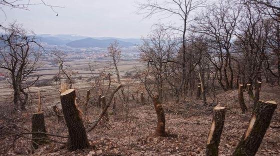 Verificări în Pădurea Horia – Baciu