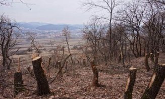 Verificări în Pădurea Horia – Baciu