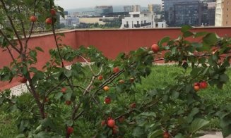 Parcuri şi grădini deasupra Clujului. Panorama inedită de acasă