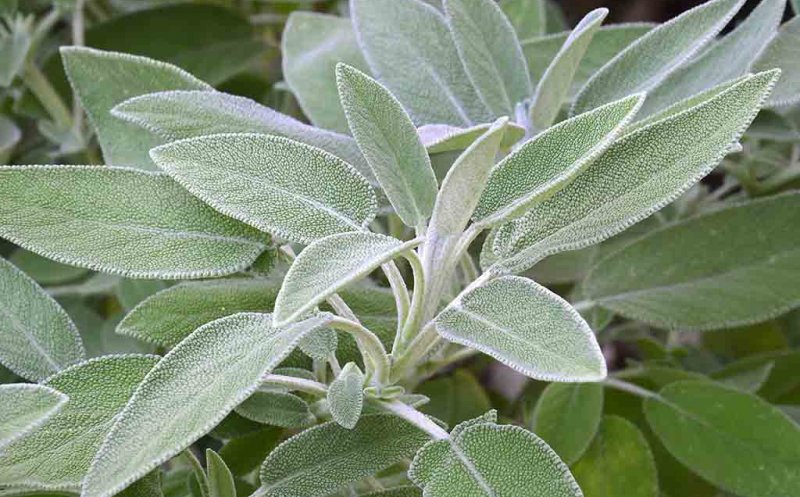 Salvia, beneficii uimitoare pentru sănătate. Ce boli tratează?