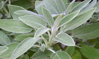 Salvia, beneficii uimitoare pentru sănătate. Ce boli tratează?