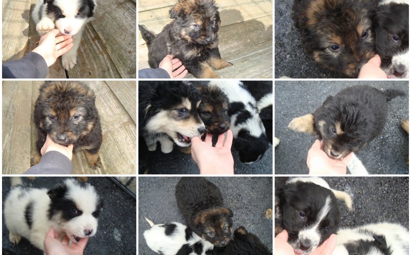 Cadouri altfel de 8 Martie. Adoptă un căţel!