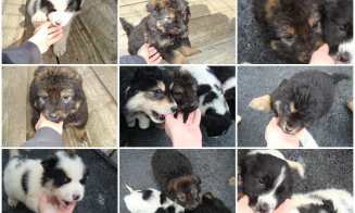Cadouri altfel de 8 Martie. Adoptă un căţel!