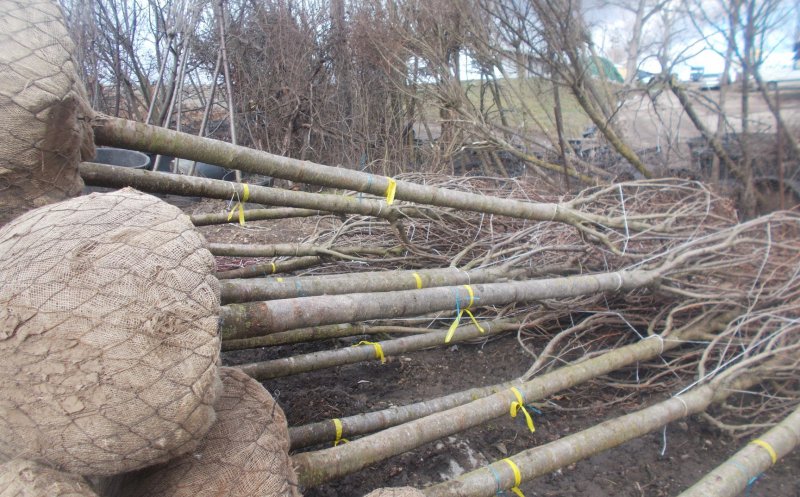 Clujul verde. Peste 1.000 de arbori plantaţi în oraş, urmează circa 400 în curţile şcolilor