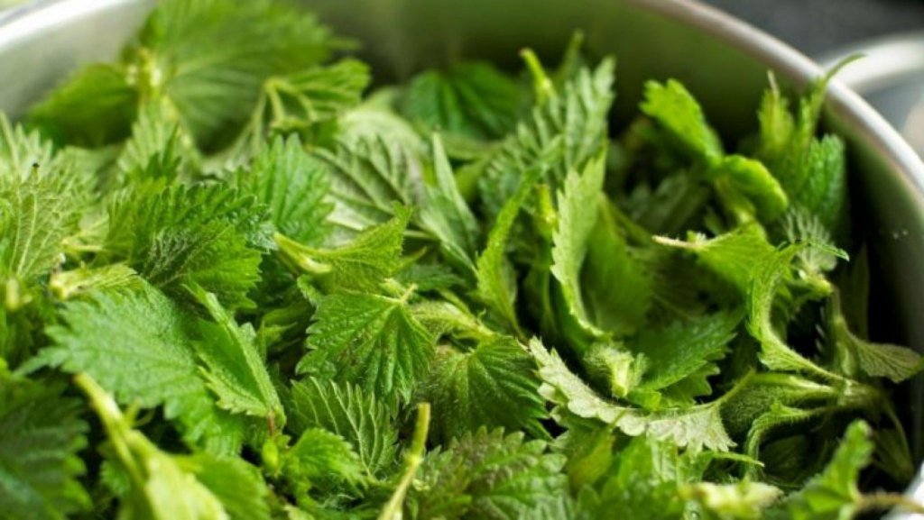 URZICA, vedeta primăverii. Ceaiul din această plantă, beneficii pentru sănătate