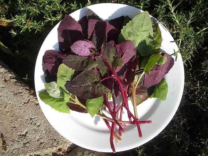 Planta care detoxifică organismul şi curăţă sângele. Cum se folosește