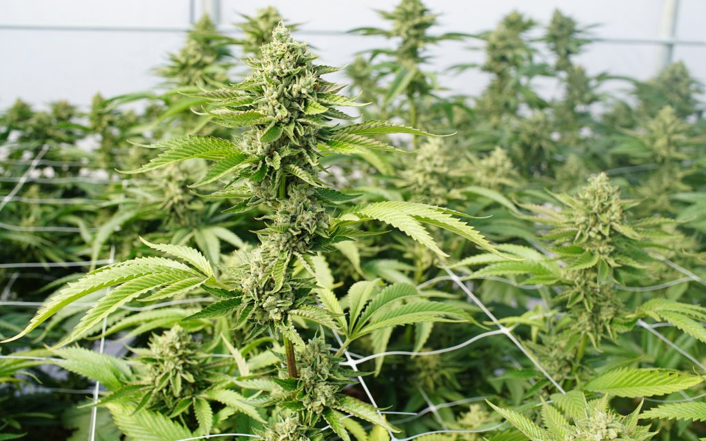 Se pregăteşte legalizarea canabisului în România