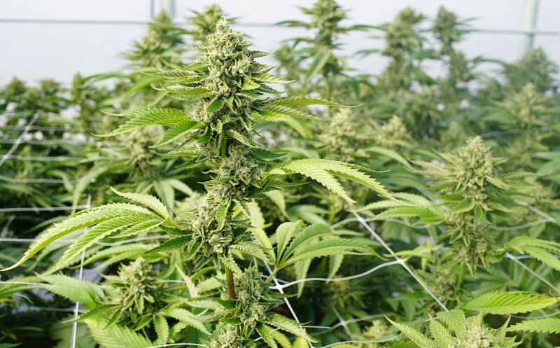 Se pregăteşte legalizarea canabisului în România