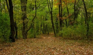 Pădure cu proprietari din Cluj, scoasă la vânzare pe un site din China