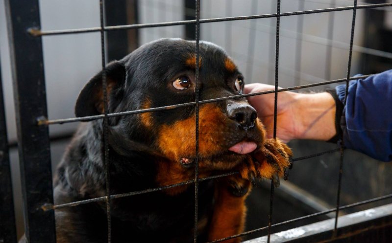 Adoptă un suflet! Porţile deschise la Centrul de îngrijire a câinilor fără stăpân din Cluj