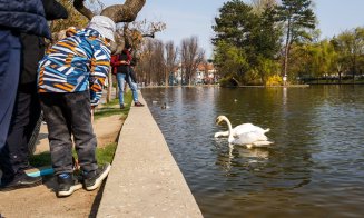 Lebede Parcul Central