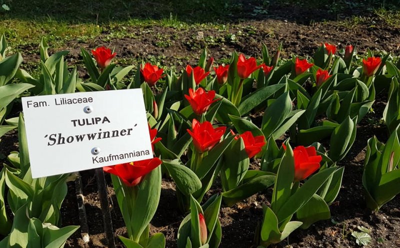 Colţ de rai în mijlocul Clujului. Spectacol de culoare în Grădina Botanică