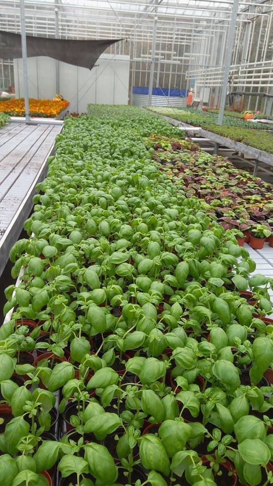 USAMV scoate la vânzare busuioc cu aromă de lămâie sau scorțișoară: "Pot fi cultivate în exterior, în grădini, fără nicio problemă"