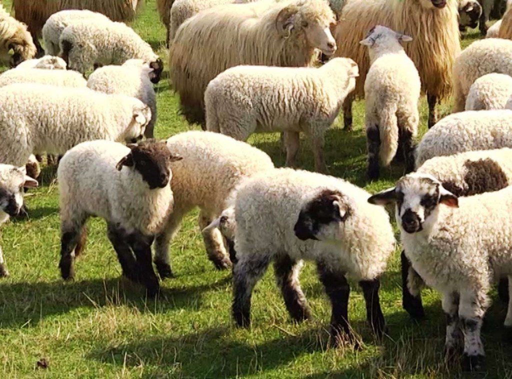 Se apropie Sărbătorile Pascale. Cât ar putea ajunge să coste carnea de miel