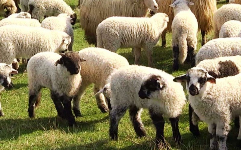 Se apropie Sărbătorile Pascale. Cât ar putea ajunge să coste carnea de miel