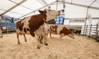 Vacile zburătoare de la Agraria