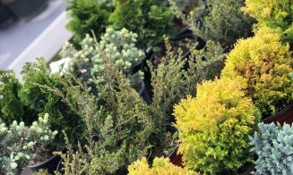 Soluţii complete pentru spaţii exterioare, în cel mai "european" Garden Center din Cluj