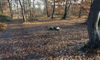 Noi tăieri abuzive în Hoia-Baciu. Parlamentari de Cluj şi Garda Forestieră merg în teren