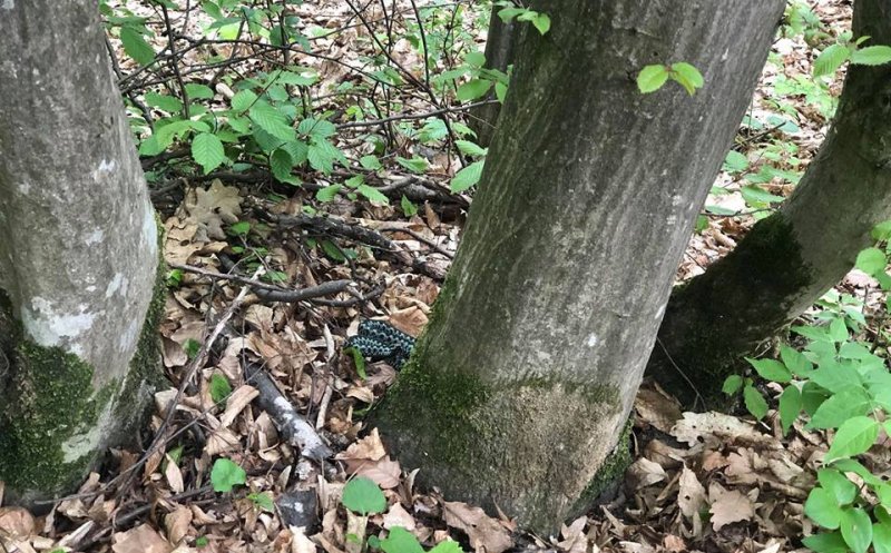 Ieși la iarbă verde în Cluj? Atenție la vipere! Ce să faci dacă ești mușcat