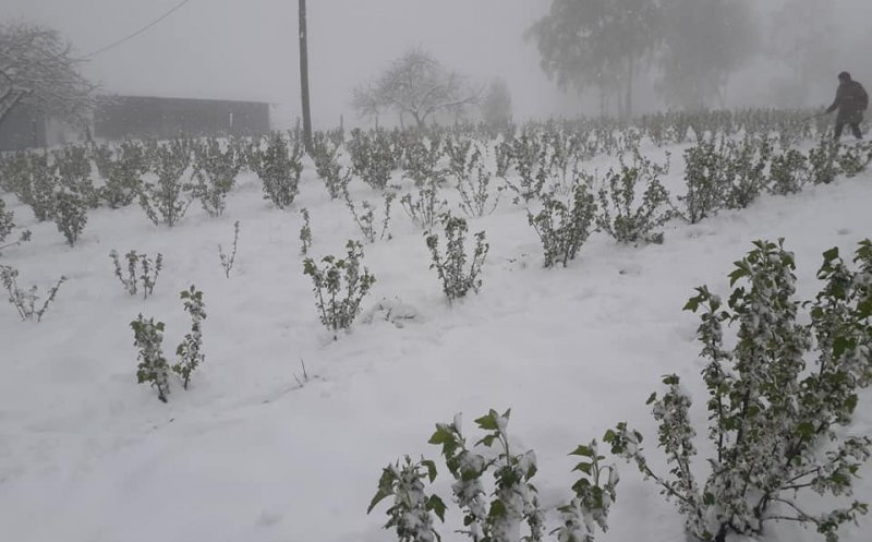 Winter is coming (back)! Culturi înflorite, acoperite de zăpadă la Cluj