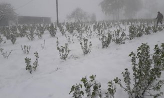 Winter is coming (back)! Culturi înflorite, acoperite de zăpadă la Cluj