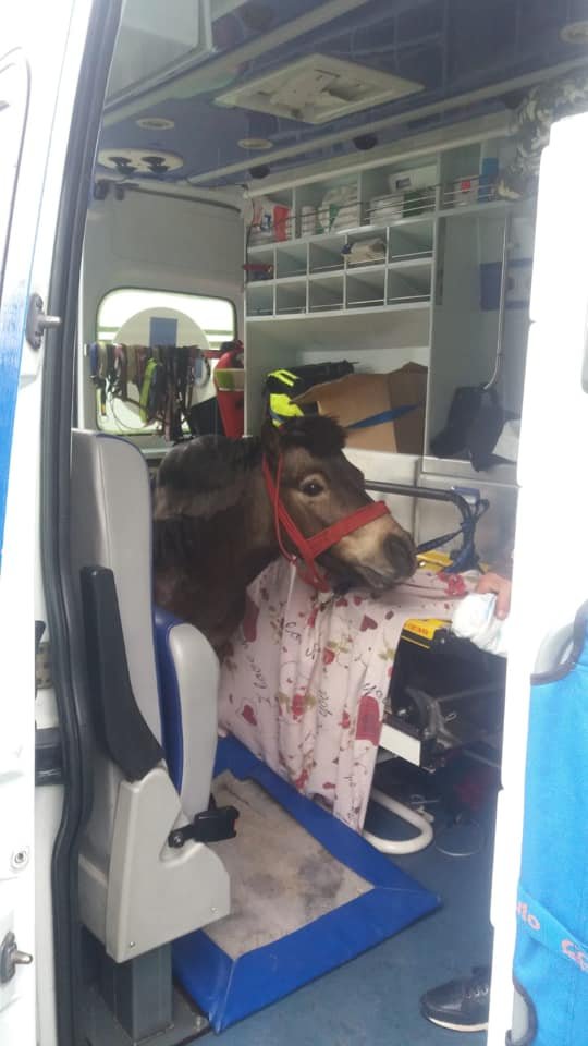 "Ambulanţa Albastră" pentru animalele de companie din Cluj! Pacientul de ieri, un ponei bolnav. Cât costă serviciile