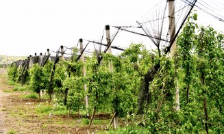 Produsele tradiționale ale Clujului, apreciate de europeni