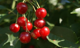 Dieta cu vişine: Arde eficient grăsimea de pe abdomen