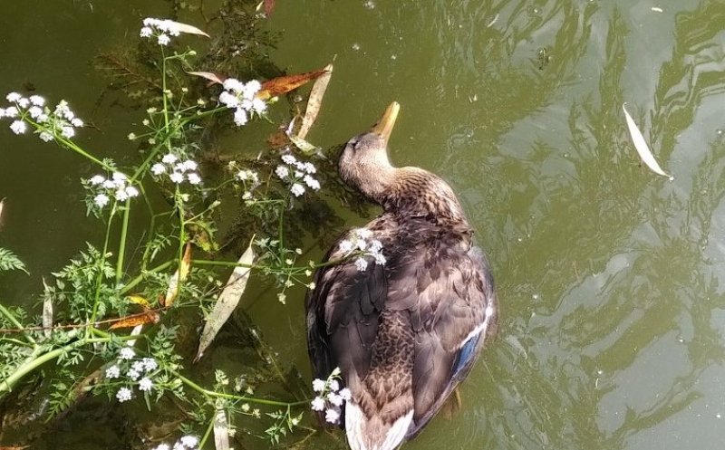 Rațe moarte pe un lac din Cluj. "Alertați autoritățile!"