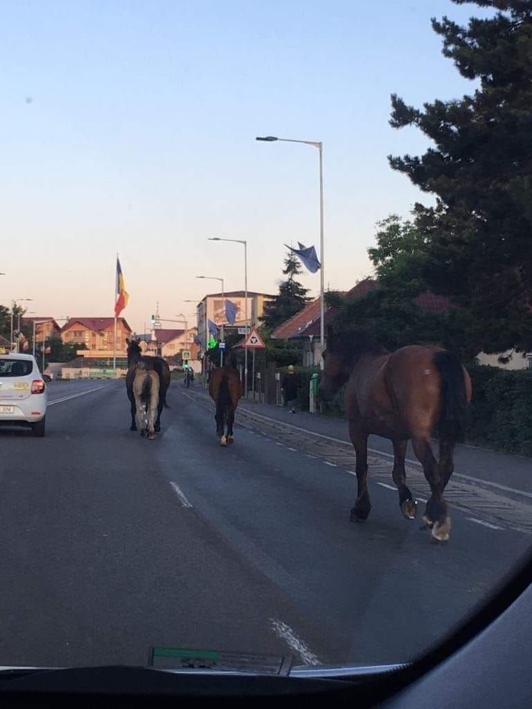 În Cluj, ca-n Vestul Sălbatic! Invazie de cai pe Drumul European 60
